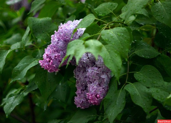 Сирень Гавриил Державин