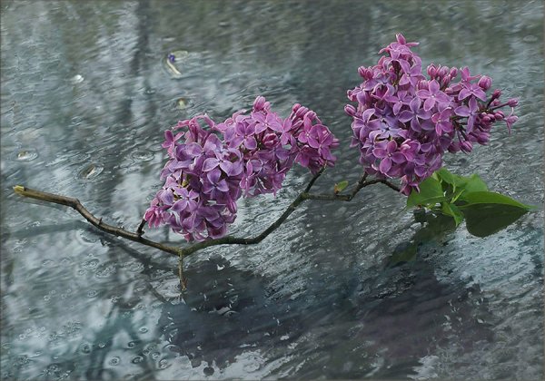 Дождик сирень