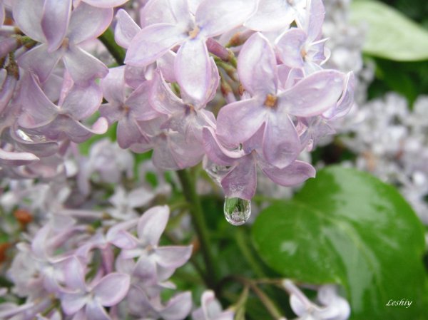 Мокрая сирень