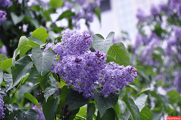 Сирень стыдливая