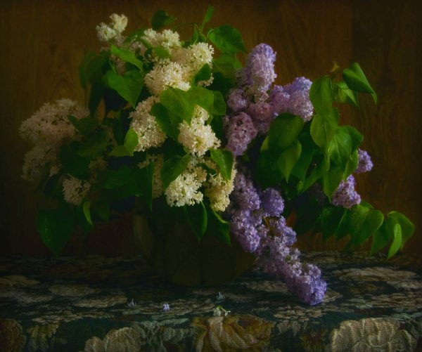 Сирень после дождя