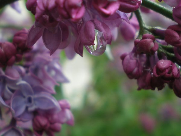 Дождик сирень