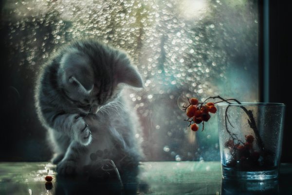 Котенок дождь
