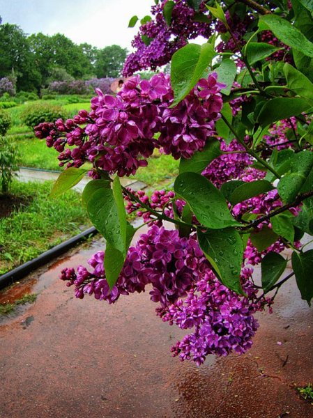 Сирень дождь