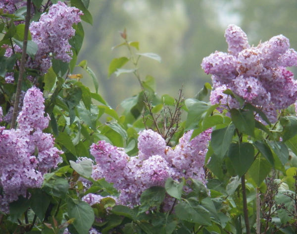 Сирень Альба