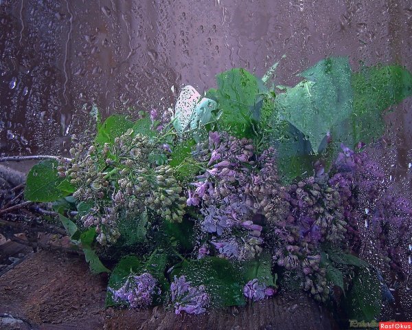 Сирень дождь