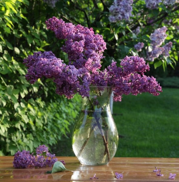 Черемуха сиреневая