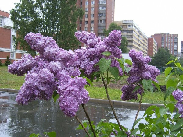 Сирень Царскосельская