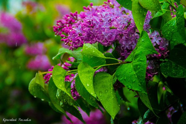 Красивая сирень после дождя