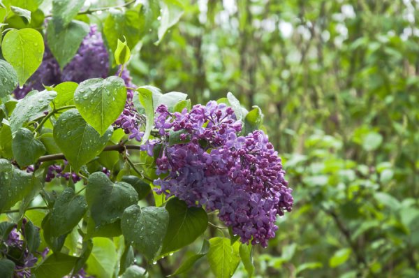Сирень после дождя