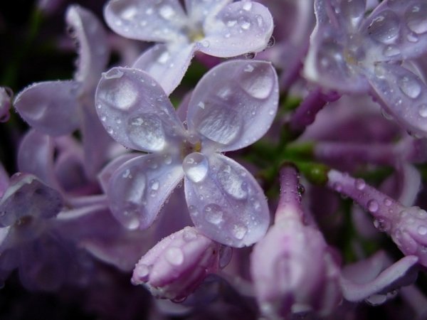 Сирень ночью