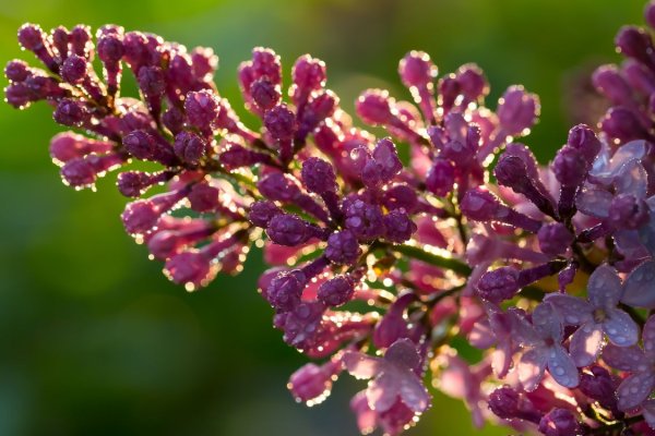 Бутонизация сирени