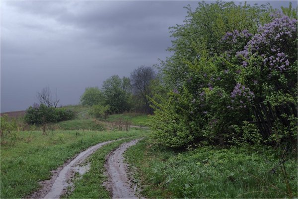 Кусты в деревне