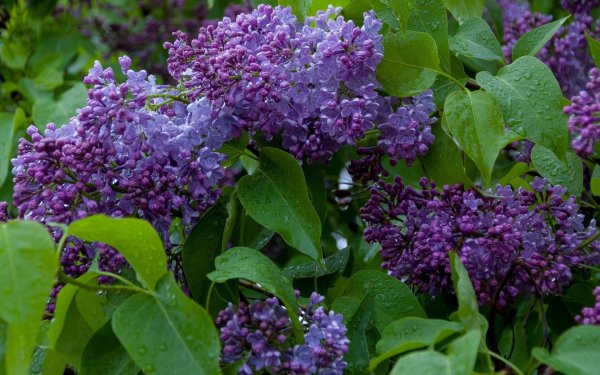 Сирень обыкновенная Капитан Гастелло