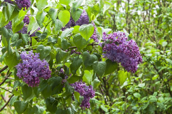 Куст сирени после дождя