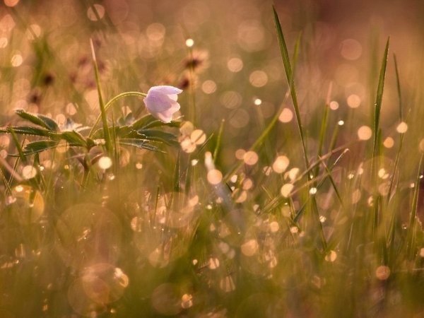 Нежность природа