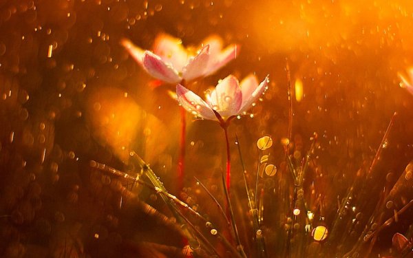 Лучи солнца и дождь