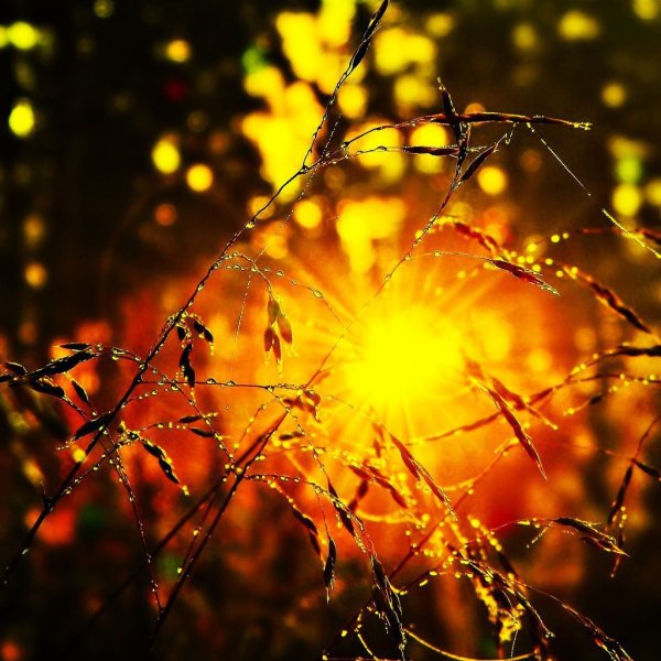 Дождь и солнце