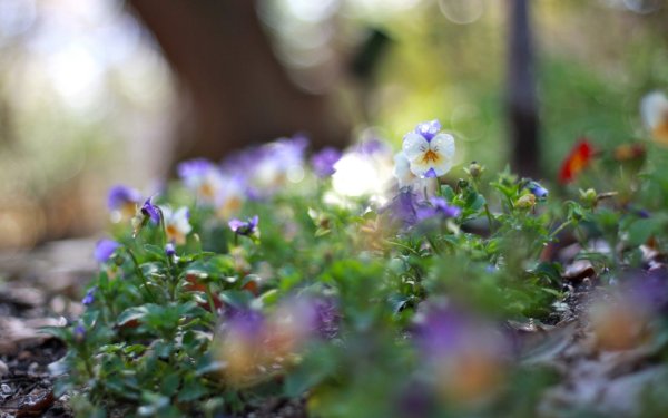 Летние цветы после дождя