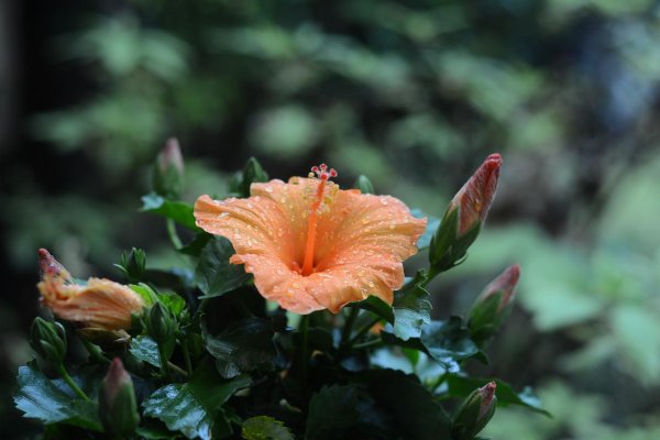 Гибискус Рейн дроп