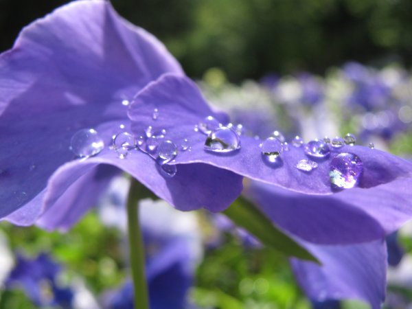 Цветы под дождем