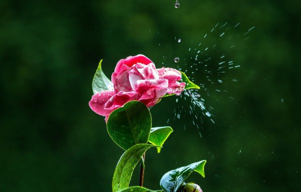 Цветы в каплях воды