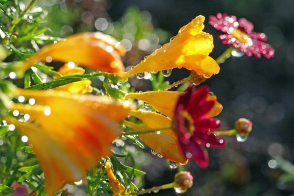 Утренние цветы в росе