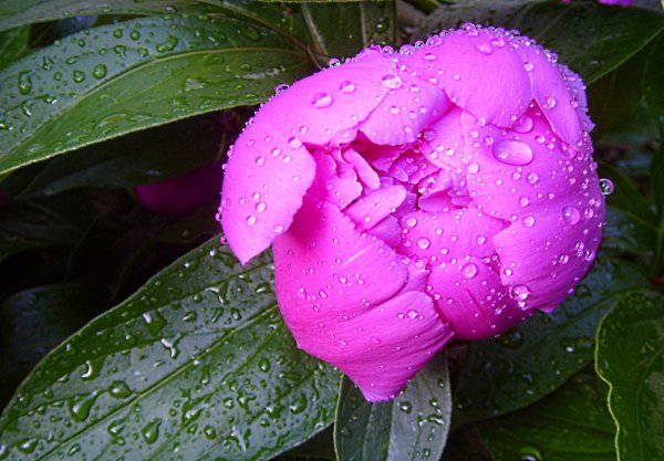 Пионы после дождя