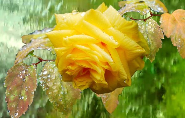 Цветы под дождем