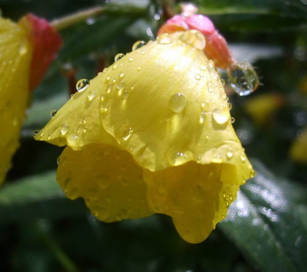 Цветы после дождя