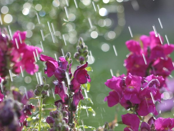 Обои на рабочий стол Весна цветы после дождя