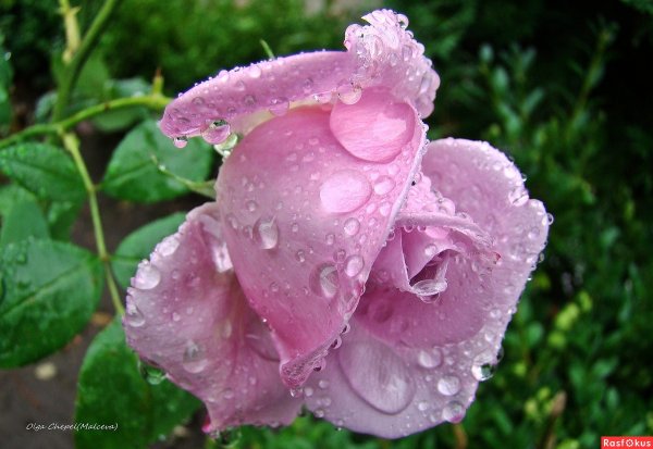 Цветы в каплях дождя