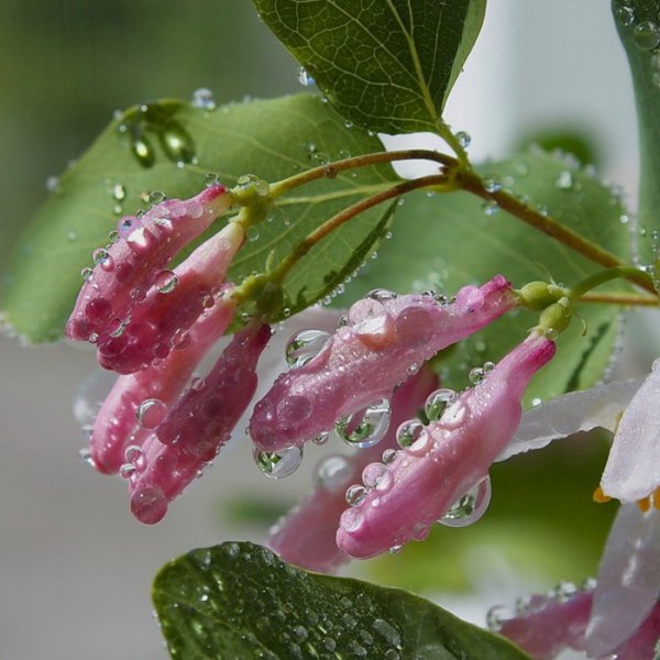 Весна дождь