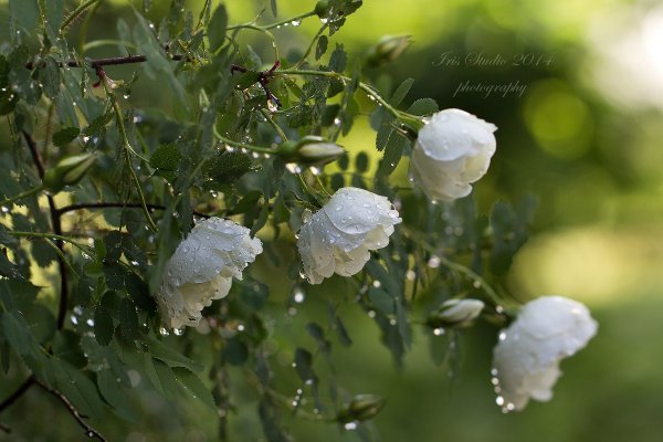 Цветы под дождем