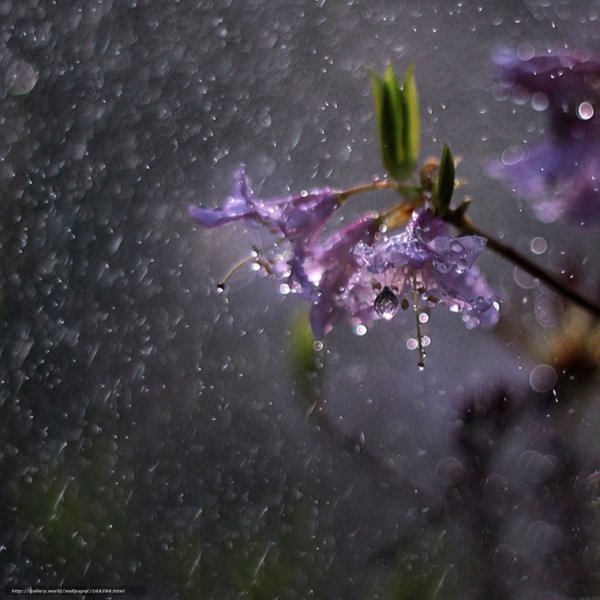 Весенний ночной дождь