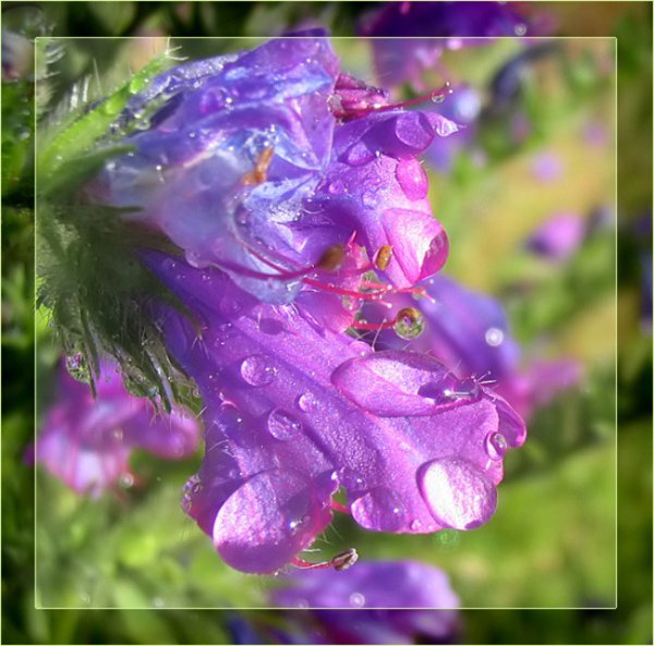 Садовые цветы после дождя