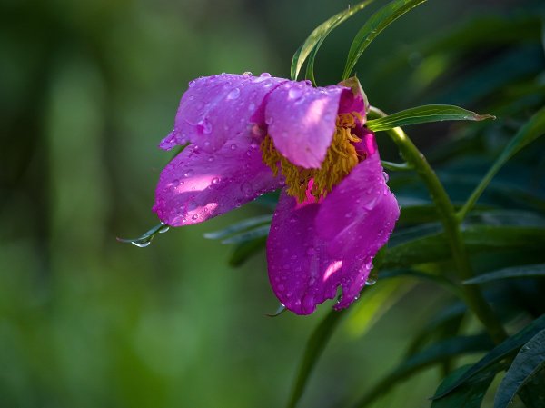 Цветок после бури