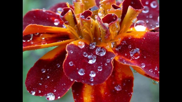 Цветы после дождя фото