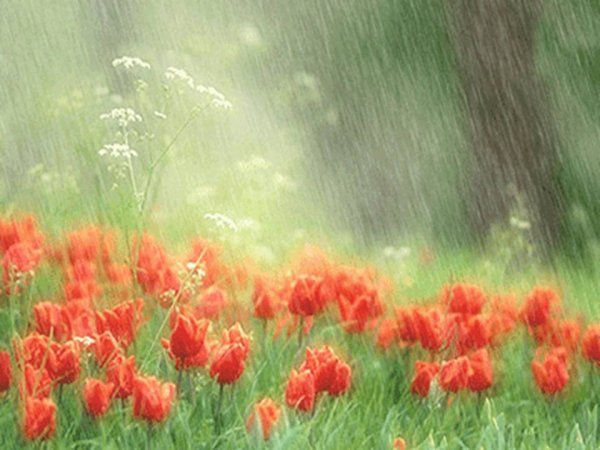 Поляна цветов под дождём