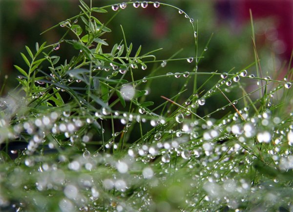 Утренняя роса