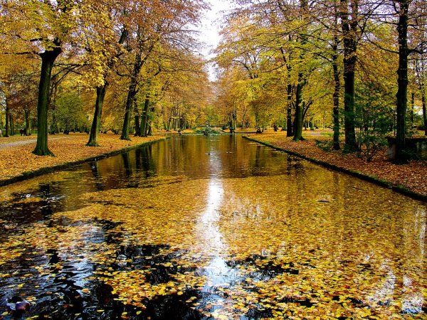 Осенний парк дождь