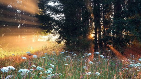 Природа полдень