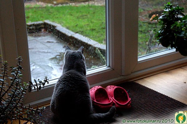 Опять дождь