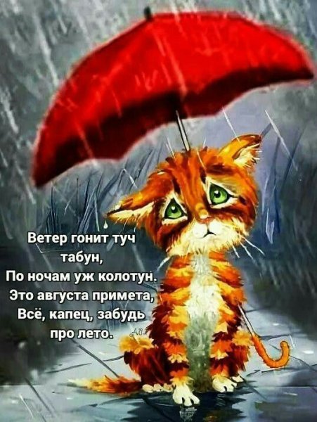Котенок под зонтиком