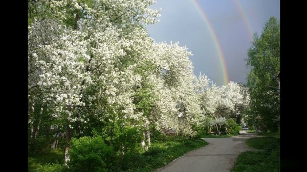 Цветущий сад