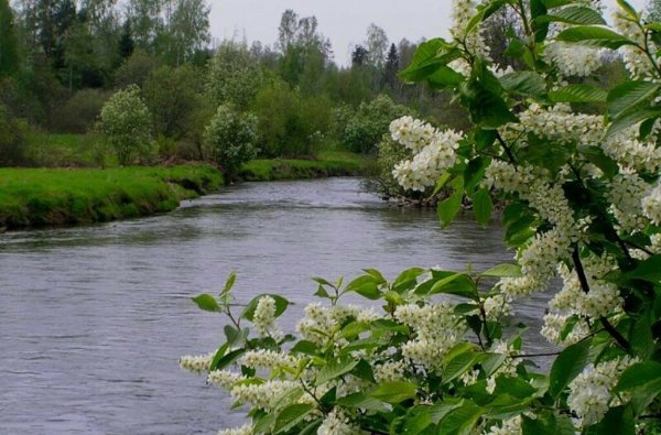 Черемуха у ручья