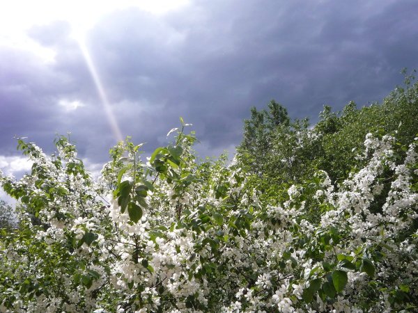 Майская гроза