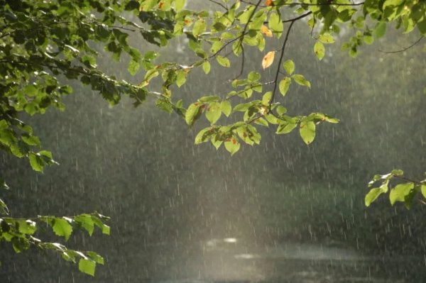 Дождливый летний день