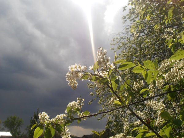 Черемуха в Питере