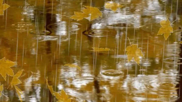 Осень плачет дождем